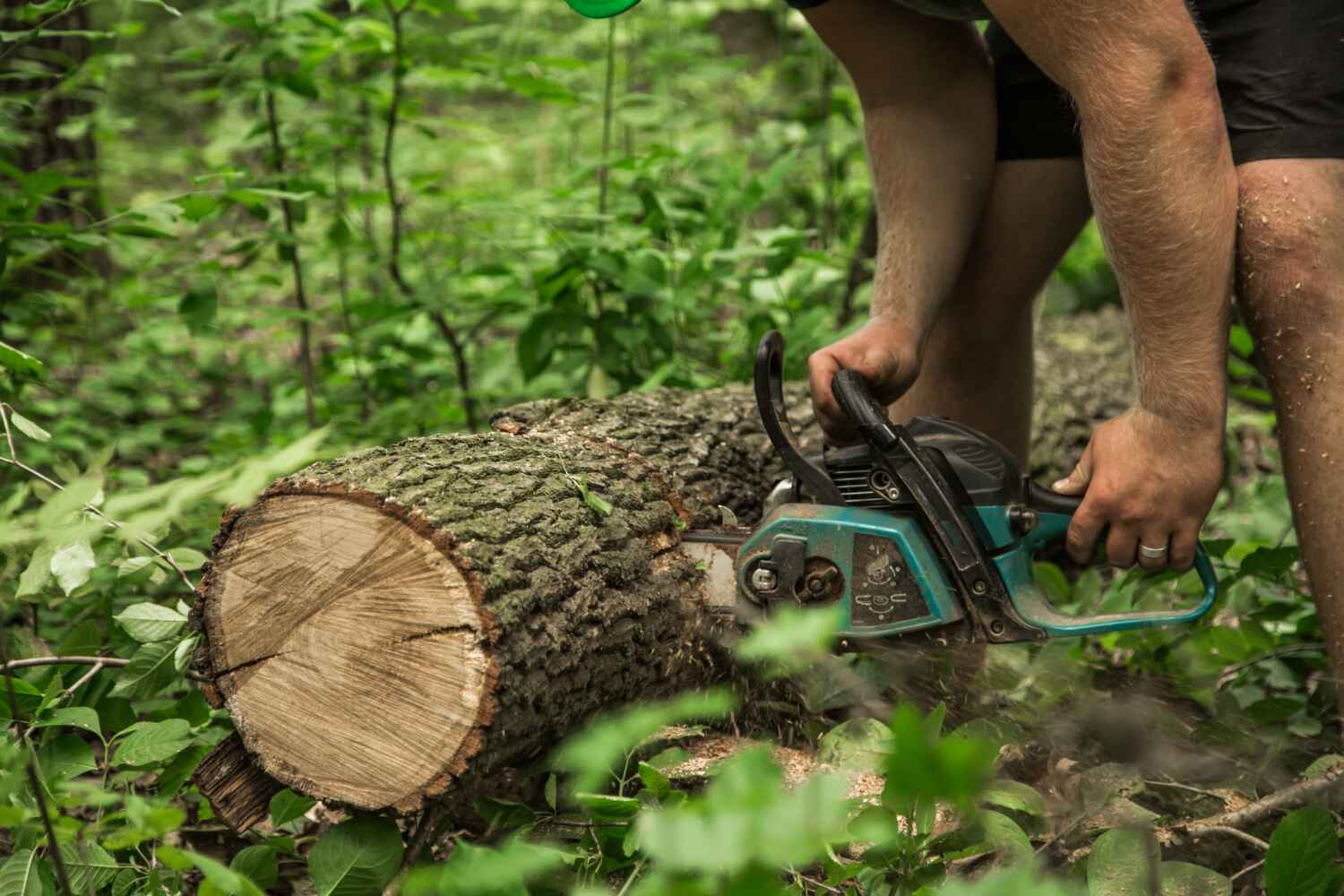 Tree Health Inspection in Victorville, CA